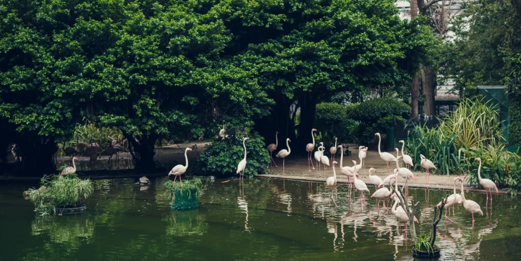 park-with-flamingo-in-the-middle-of-hong-kong-2024-09-13-23-51-34-utc